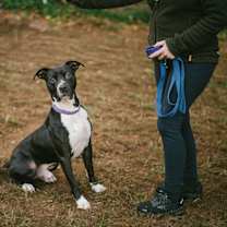 Thumbnail photo of Beckham #3