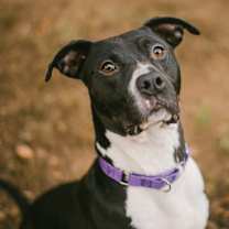 Thumbnail photo of Beckham #4