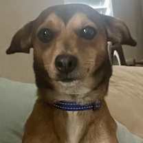 Thumbnail photo of Niko #4