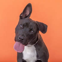 Thumbnail photo of RYAN #1