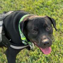 Thumbnail photo of Croissant #1