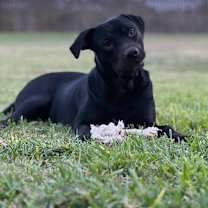 Thumbnail photo of Croissant #2