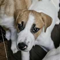 Thumbnail photo of Snow Drop #1