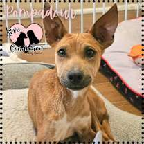 adopt-pet