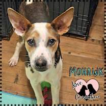 adopt-pet
