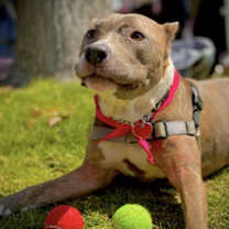 Thumbnail photo of Bella #4