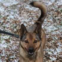 Thumbnail photo of Brutus #4