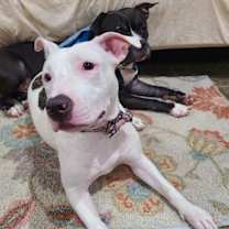 Thumbnail photo of Thunder #1