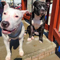 Thumbnail photo of Thunder #3