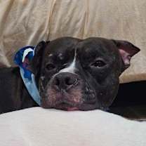 Thumbnail photo of Thunder #4