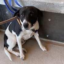 adopt-pet