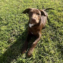 Thumbnail photo of Lilie #2