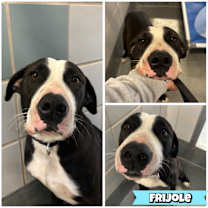 Thumbnail photo of Frijoles AKA Bean JuM #2