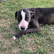 Thumbnail photo of Frijoles AKA Bean JuM #3