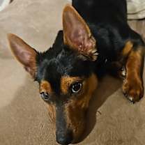 Thumbnail photo of Pierre #2