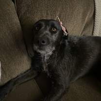 Thumbnail photo of Oni #1