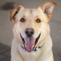 adopt-pet