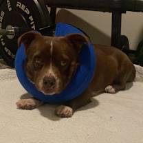 adopt-pet