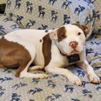 Thumbnail photo of Trixie (Courtesy Post) #1