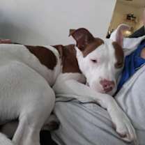 Thumbnail photo of Trixie (Courtesy Post) #3