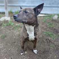 Thumbnail photo of Abby #1