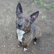 Thumbnail photo of Abby #2