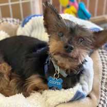 Thumbnail photo of Cooper #1