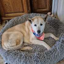 adopt-pet