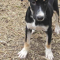 Thumbnail photo of Monique #1