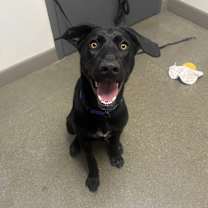 Thumbnail photo of Amber #2