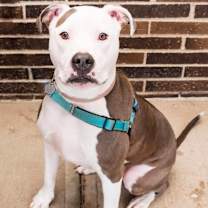 Thumbnail photo of Icy #1