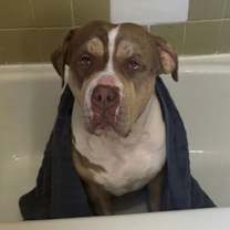 Thumbnail photo of Marley #3