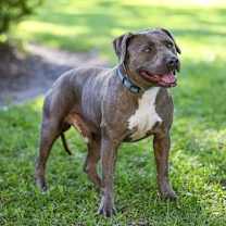 Thumbnail photo of Biggie Smalls #1