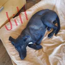 Thumbnail photo of Jilligan #1