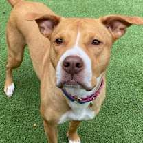 Nala (Currently In FL)