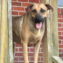 Thumbnail photo of Rudy #4