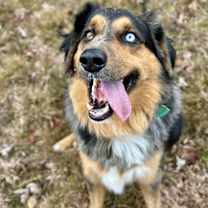 Thumbnail photo of Brody #1