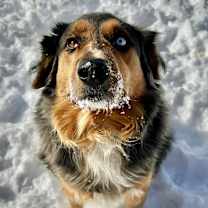 Thumbnail photo of Brody #2