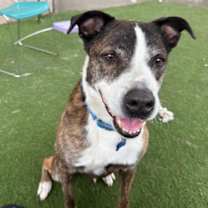 Thumbnail photo of Rowan #1