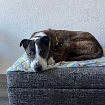 Thumbnail photo of Rowan #4