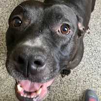 Thumbnail photo of Honey BooBoo #1