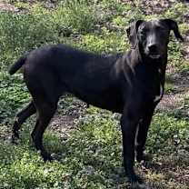 Thumbnail photo of Daisy #2