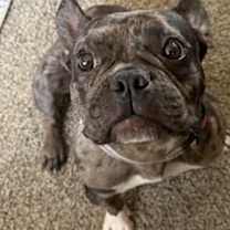 adopt-pet