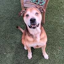 Thumbnail photo of Rosco #3