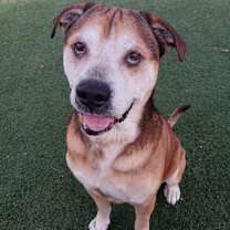 Thumbnail photo of Rosco #4