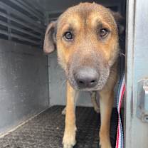 Thumbnail photo of Tyson #2