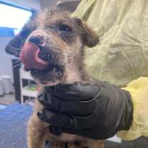 Thumbnail photo of Brioche #2