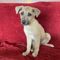 adopt-pet