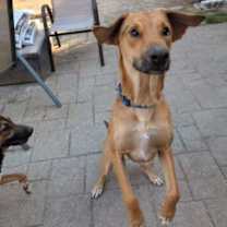 Thumbnail photo of Arya #2