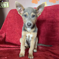 adopt-pet